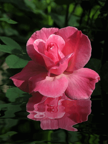 Розовый цветок. Цветы картинки