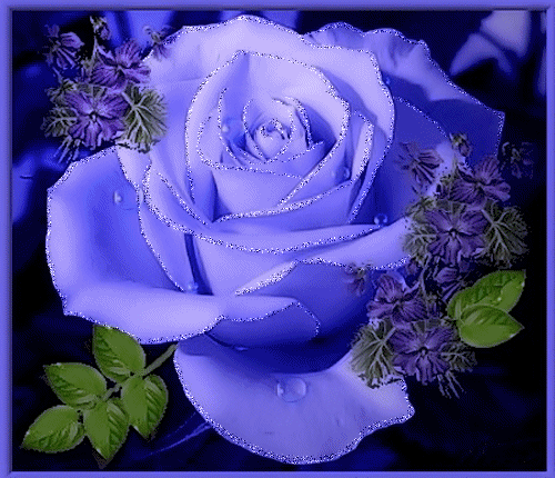 Голубая роза Цветы картинки