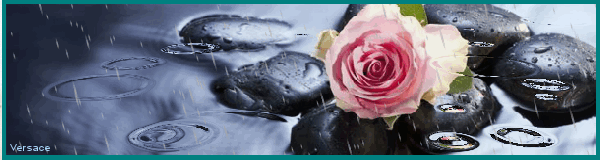 Роза под дождем Цветы картинки