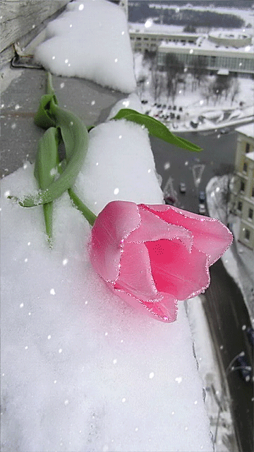 Тюльпан на снегу. Цветы картинки